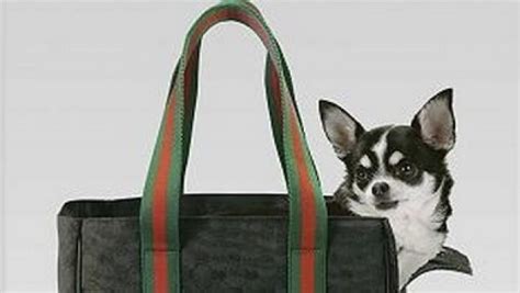 gucci uovo cane|maglioni per cani gucci.